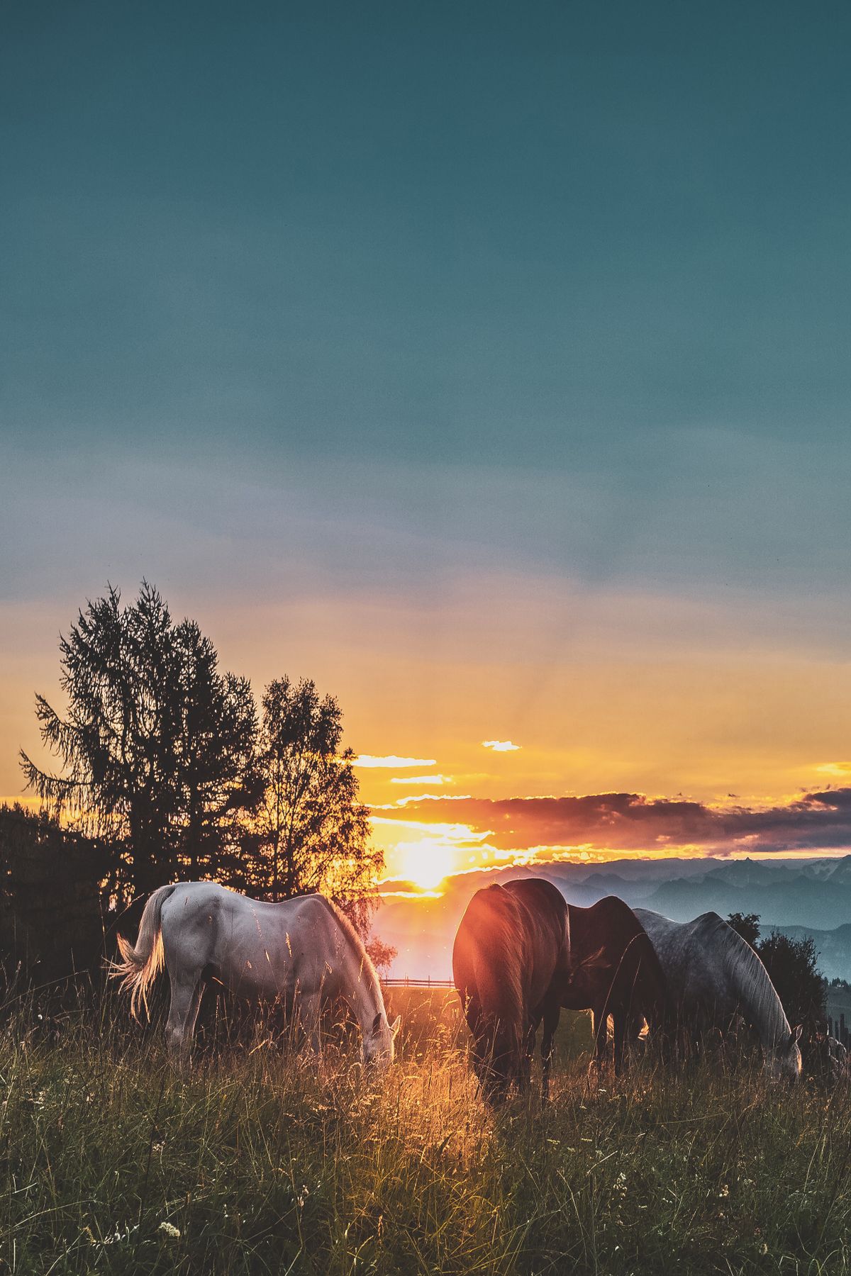 Horses grazing together in a field at golden hour