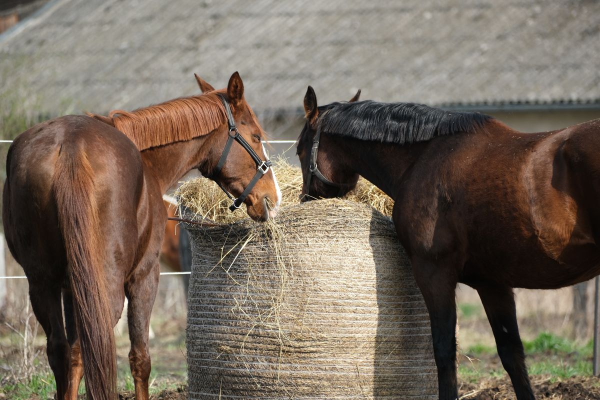 Two horses sharing a bale of hay in a quiet pasture
